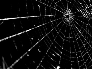 home remedies for getting rid of spiders